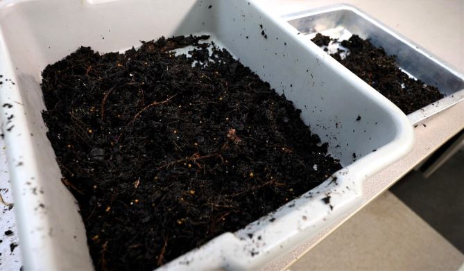 Get It Growing: How to reuse soil from dead plants
